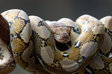 Putin Yakin Operasi Militer Rusia di Ukraina Pasti Tercapai