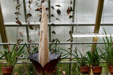Bunga Amorphophullus Asli Indonesia Mekar di Belanda