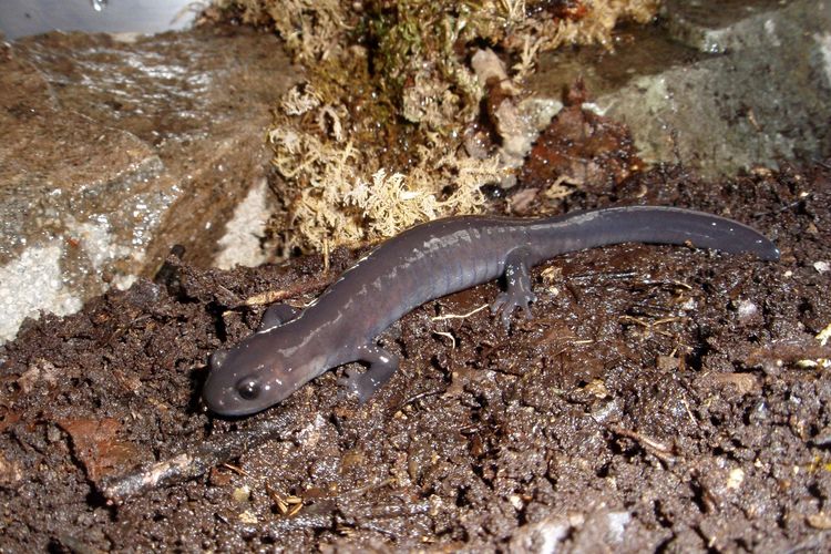 Kebun Binatang Jepang Sukses Kembangbiakkan Salamander Langka Pertama