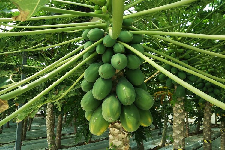 Ilustrasi buah pepaya di pohon, pohon pepaya. 