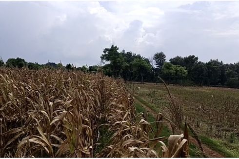 Kisah Mugi, Warga Kampung Miliarder di Tuban, Menyesal Usai Jual Lahan Pertanian 2,4 Hektar, Kini Tak Punya Pekerjaan