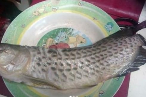 Cerita Viral Ikan Arwana Seharga Rp 2 Juta Digoreng Ayah, Begini Isi Curhat Pemiliknya