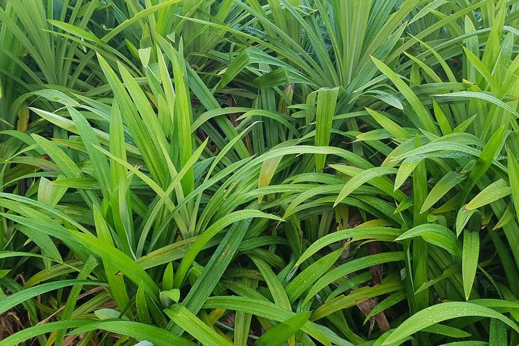 Ilustrasi daun pandan. 