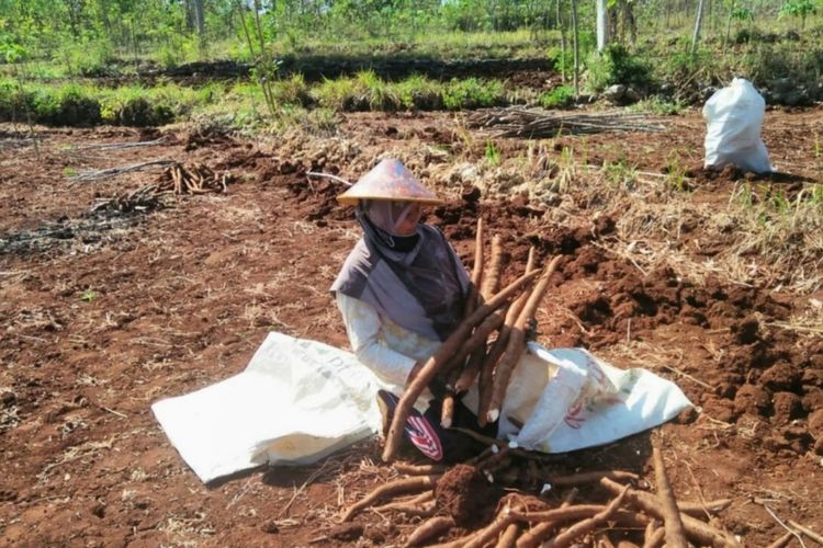 Seorang Petani Gunungkidul, Yogyakarta, Sedang Panen ketela Pohon 