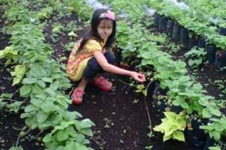 Kebun Stroberi. 