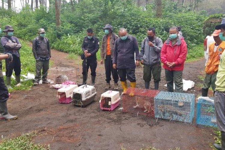 Balai Taman Nasional Gunung Ciremai (TNGC) melepasliarkan tujuh satwa ke kawasan Gunung Ciremai, Majalengka pada Kamis (3/11/2022). 