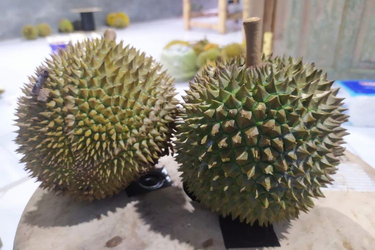 Sokoagung di Kecamatan Bagelen adalah salah satu sentra penghasil durian lokal berkualitas wahid di Kabupaten Purworejo. Durian tersebut dikenal dengan sebutan durian pithi.