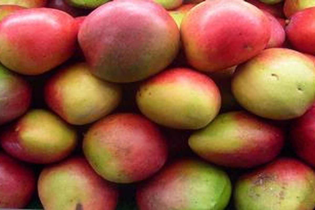 Buah mangga Afrika. Ekstrak biji buah ini diklaim bisa membuat tubuh langsing tanpa perlu diet dan olahraga.
