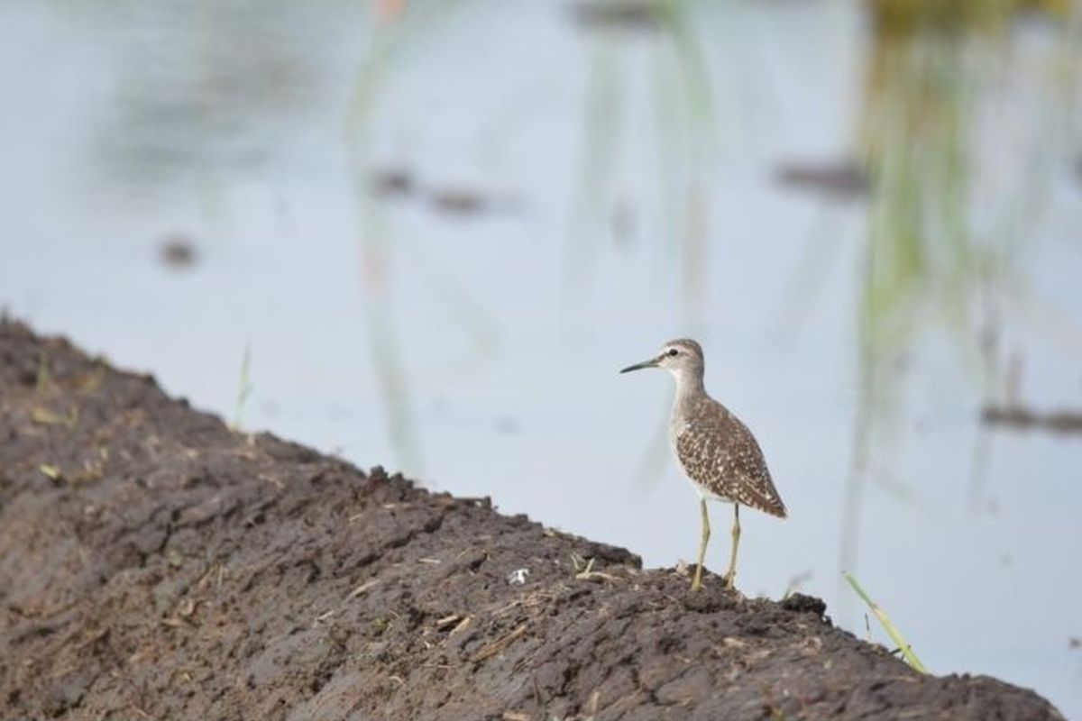 Salah satu burung migrasi, Trinil Semak (Actitis hypoleucos) terpantau melalui teropong binokular saat mencari makan di area persawahan Desa Bungur, Kecamatan Karangrejo, Kabupaten Tulungagung, Jawa Timur. Fenomena burung migran dari Rusia dan China terpantau di Tulungagung dan Trenggalek. Ini penjelasan soal jalur migrasi dan ancaman habitatnya.
