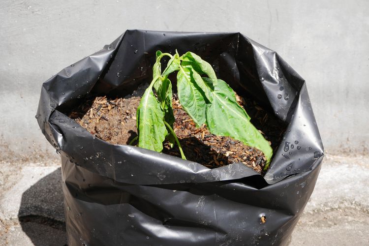 Ilustrasi tanaman cabai yang layu