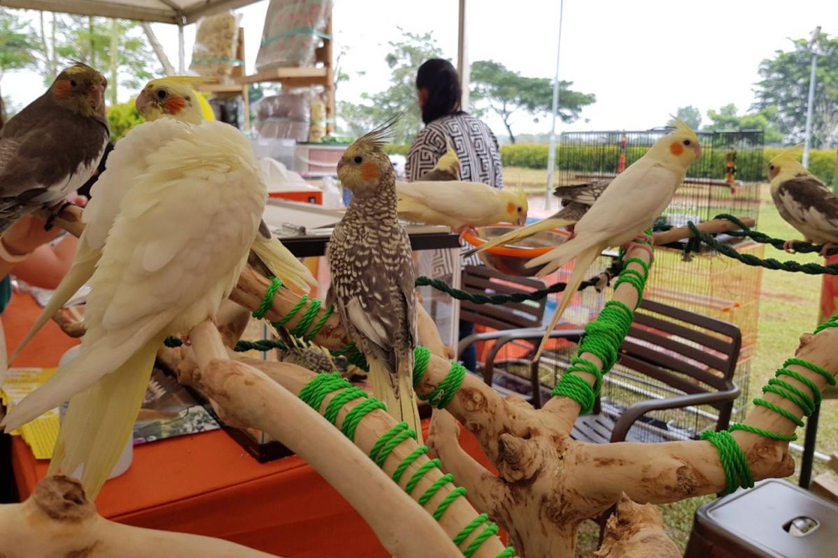 Burung Cockatiel atau Kakaktua mini merupakan hewan peliharaan yang menarik