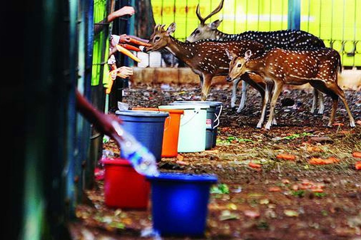 Warga menaruh ember, baskom, dan menyumbangkan air bersih sebagai tanda peduli terhadap kondisi rusa di Monas yang tiga bulan terakhir kolam minumnya kering, Minggu (13/11). Dinas Kelautan dan Pertanian DKI Jakarta mengatakan, kendala air telah diatasi dengan suplai air tangki setiap dua hari sekali pada tiga buah bak tampung.  Selain itu, sumur bor baru sedang dibuat dan akan segera beroperasi.