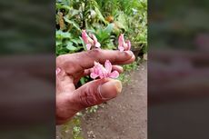 Viral, Video Binatang seperti Bunga Anggrek Bisa Bergerak, Apa Itu?
