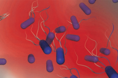 Ahli Sebut Ada Bakteri yang Tertarik dengan Darah Manusia