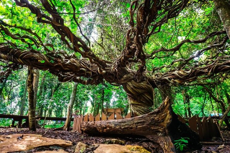 Pohon Trinil yang punya akar unik, di Lamongan, Jawa Timur