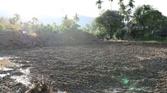 Rehabilitasi Sawah Pascabanjir di Padang Telan Rp 7,6 Miliar, Kementan Transfer Langsung ke Petani