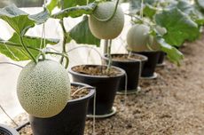 Cara Menanam Melon di Pot, Bisa di Halaman Rumah