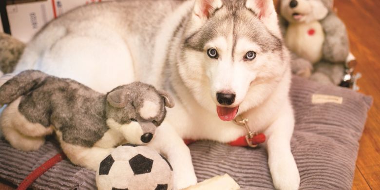 Yuk Bertemu Anjing Anjing Menggemaskan Di Jepang
