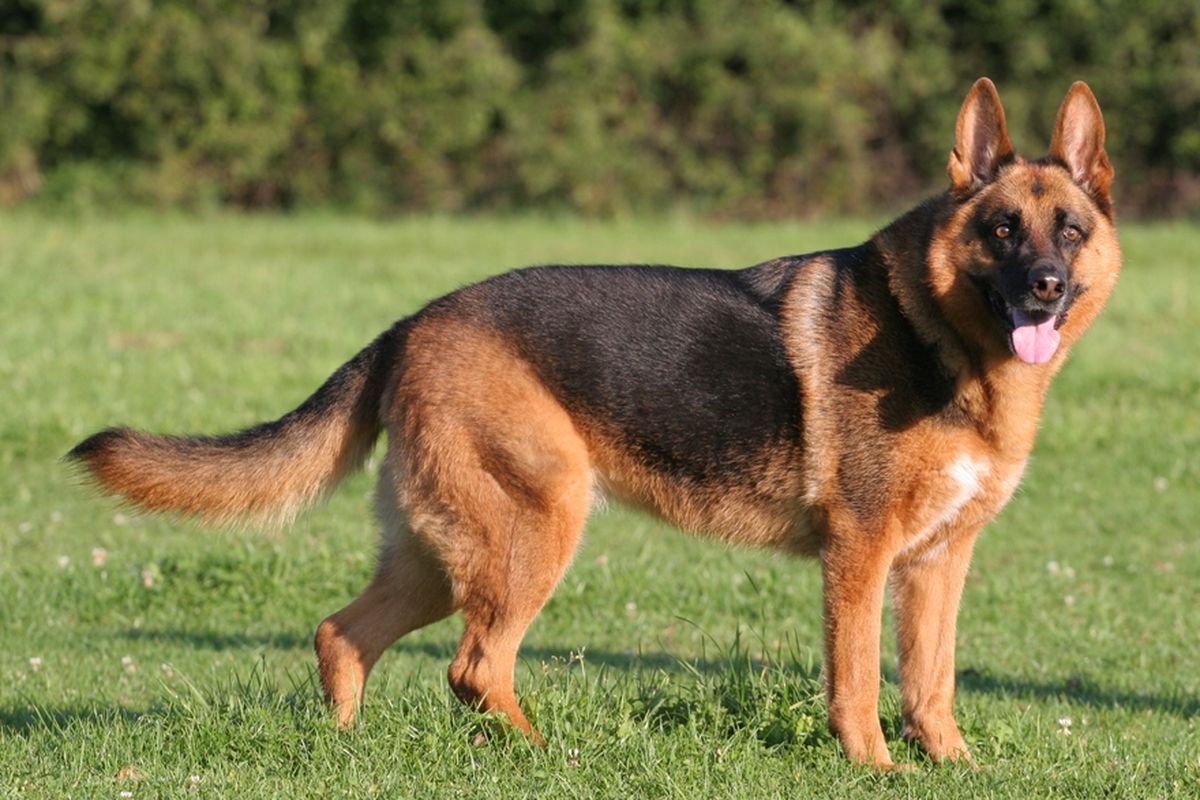 Ilustrasi anjing German Shepherd.