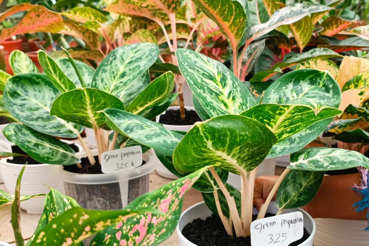 Tanaman hias jenis Aglonema