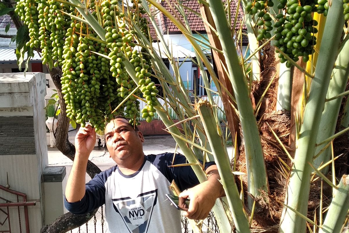 Buah kurma tumbuh lebat di halaman rumah salah satu warga kota Mataram, NTB