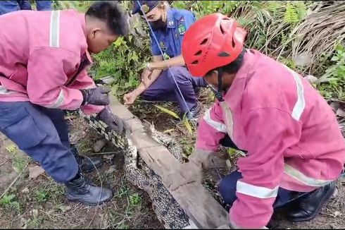 Buaya Pemangsa Hewan Ternak di Pulau Sebatik Berhasil Dijerat Warga, Dilepasliarkan di Sungai Perbatasan RI–Malaysia