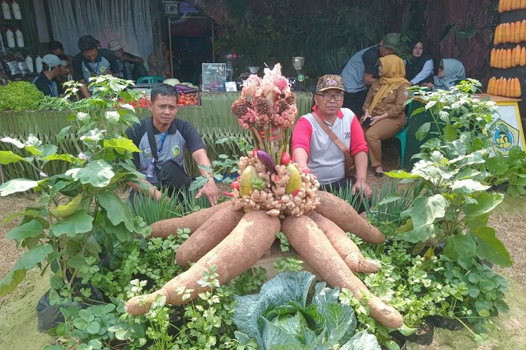Petani Ciamis Budidayakan Singkong Jumbo, Panjang 1 Meter tetapi Harganya Jatuh Jadi Rp 700 Per Kg