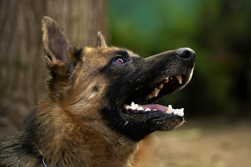 5 Hewan yang Memiliki Penciuman Tajam, Ular hingga Anjing