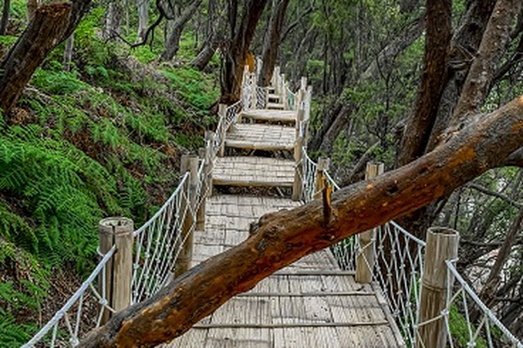 Skywalk Cantigi, Kawah putih Ciweday, Kabupaten Bandung DOK. Shutterstock