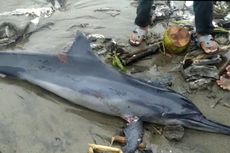 Kronologi Lumba-lumba Ditemukan Mati Terdampar di Pantai Padang: Diduga Makan Sampah hingga Cuaca Tak Bersahabat