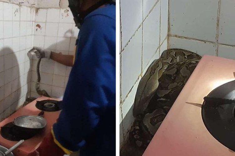 Petugas Damkar berhasil mengevakuasi ular sanca yang berada di belakang kompor dapur rumah warga di Kawasan Ciganjur, Jagakarsa, Jakarta Selatan pada Kamis (22/12/2022).