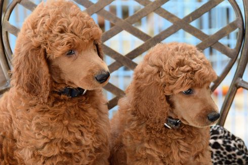 7 Ras Anjing Berbulu Cokelat yang Populer dan Menggemaskan