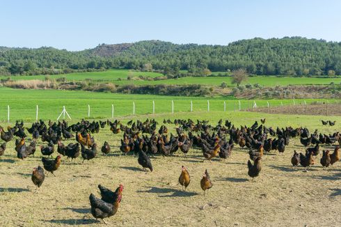 Kemendag Bantah Rumor yang Sebut RI Bakal Kebanjiran Ayam Impor dari Brasil