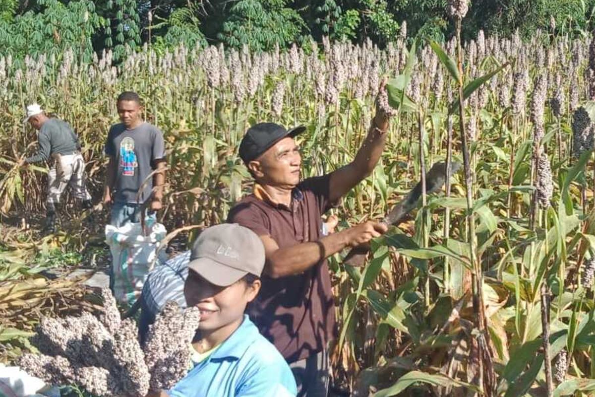 Pemerintah Kecamatan Lambaleda Utara, Kabupaten Manggarai Timur, NTT melaksanakan Panen Raya Sorgum di wilayah, Selasa, (5/4/2022). Sorgum juga menunjang asupan gizi bagi keluarga di Kecamatan tersebut. (KOMPAS.com/CAMAT LAMBALEDA UTARA-AGUSTINUS SUPRATMAN)