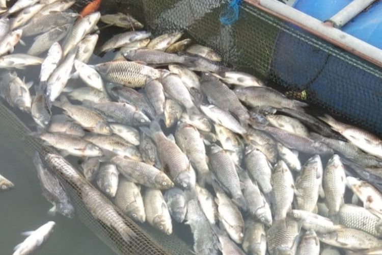 Ikan Mas milik petani tambak di Waduk PLTA Koto Panjang di Kampar Riau Mati