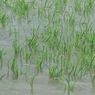 995 Hektar Tanaman Padi di Banyumas Terancam Rusak Terendam Banjir, Kerugian Lebih Rp 20 Miliar