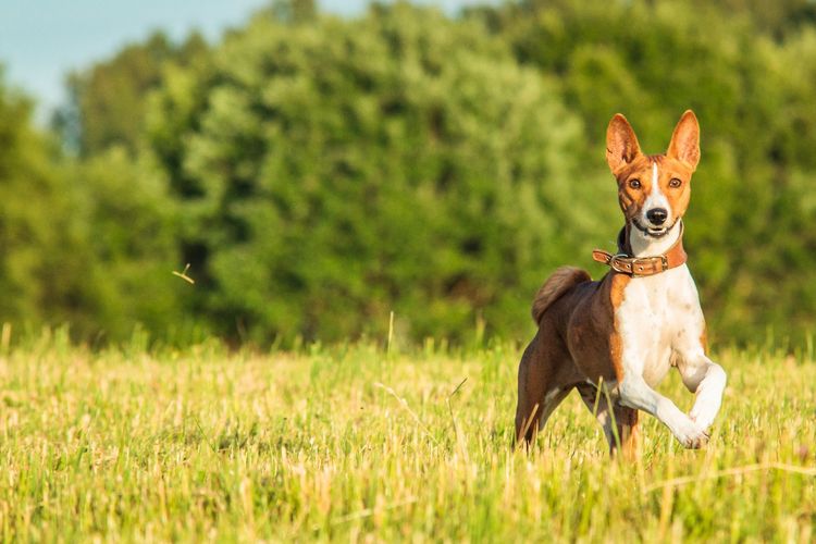 Ilustrasi anjing Basenji.