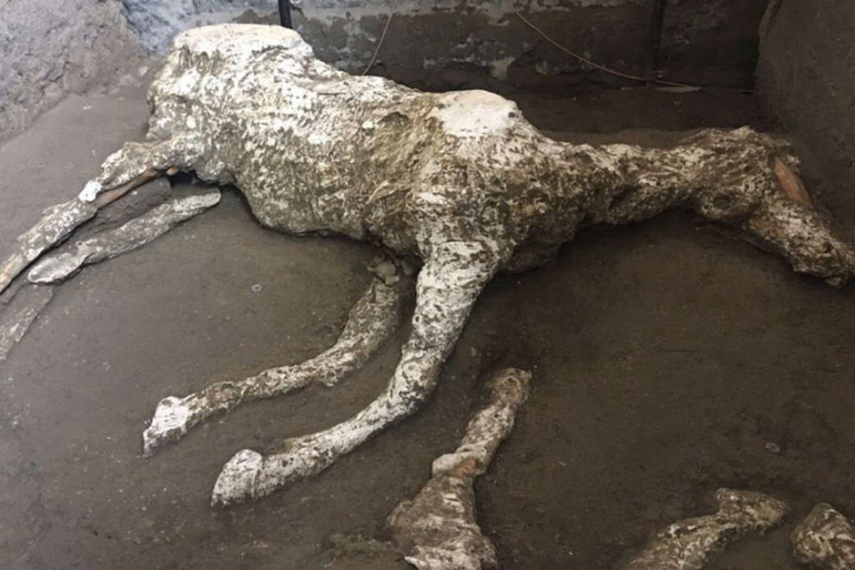 Fosil kuda yag ditemukan di Pompeii