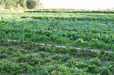 Menyimak Penanaman Sayur Organik dan Bedanya dengan Sayur Nonorganik