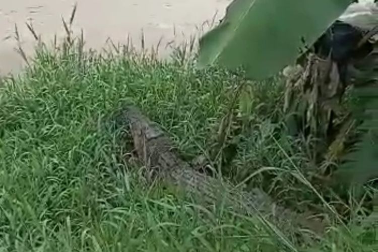 Tangkapan layar video buaya terlepas dan berkeliaran di Sungai Cisadane.