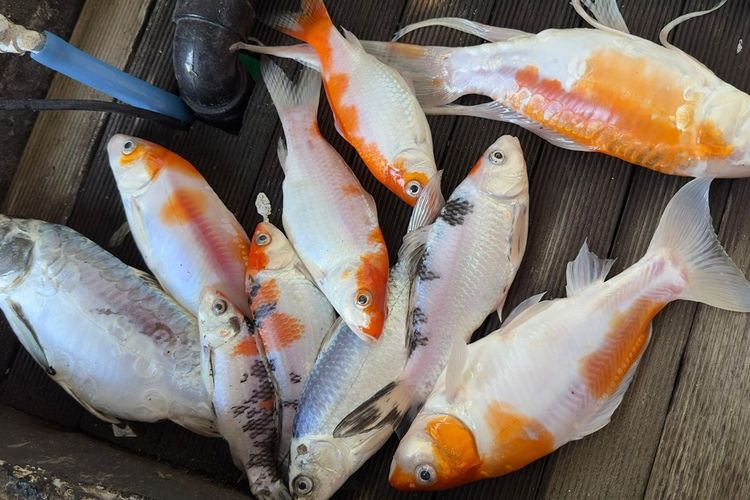 Curhat Warga Semarang Soal Pemadaman Listrik Berjam-jam, Sedih 14 Ikan Koi Peliharaan Mati
