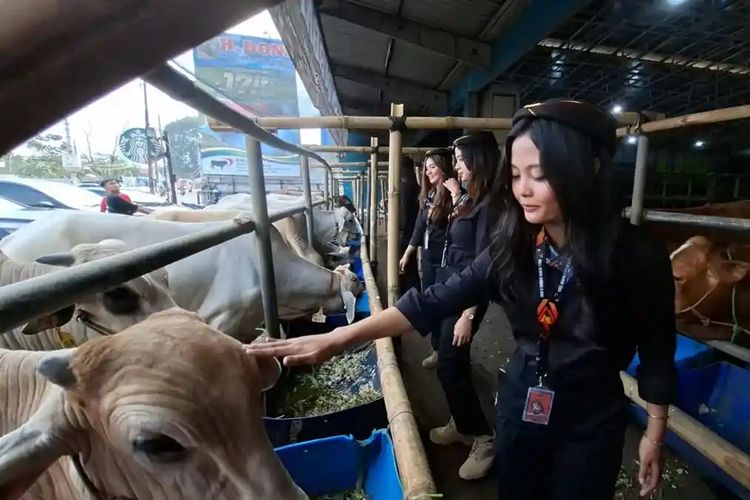 Cara Unik Jual Sapi Kurban di Depok, Pakai SPG Ala Pramugari