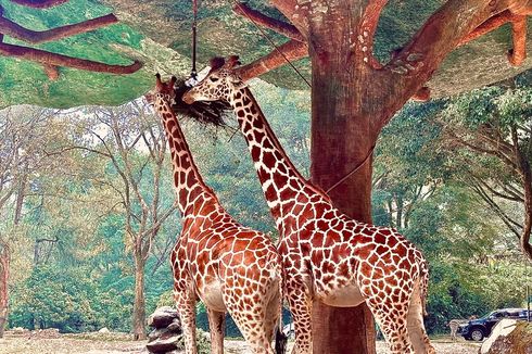 6 Tips Memotret Hewan, Bekal Liburan ke Kebun Binatang