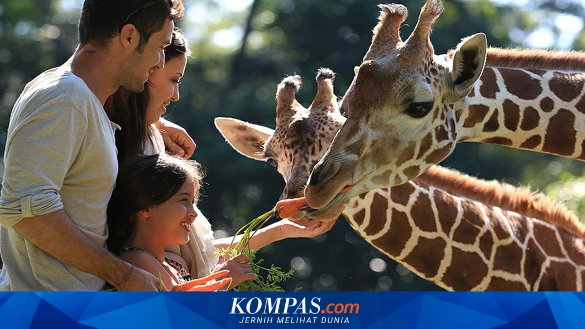 Harga Tiket Masuk Taman Safari Bogor Khusus Libur Sekolah 2026