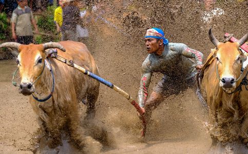  West Sumatra's Traditional Bull Race 'Pacu Jawi' Steps Up On the Global Stage 