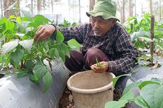 Petani Buncis Kenya Asal Bandung, Berjuang Seorang Diri Tembus Pasar Singapura