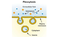 Pinositosis, Proses Masuknya Zat Cair ke Dalam Sel