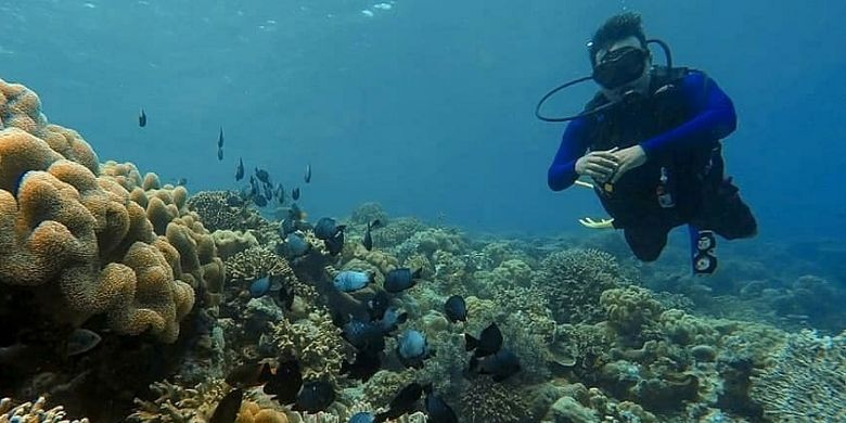 Para diver atau penyelam sedang menikmati keindahan bawah laut di perairan Wakatobi