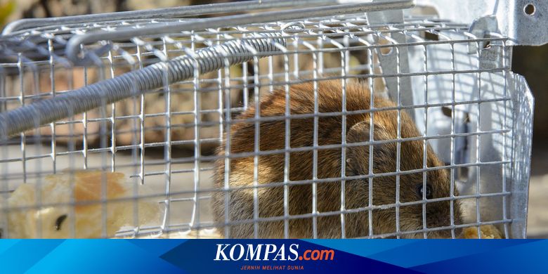 Perangkap Tikus Elektrik Berbahaya, Mahasiswa UB: Ini Solusi Pengendaliannya - Vimarsana News