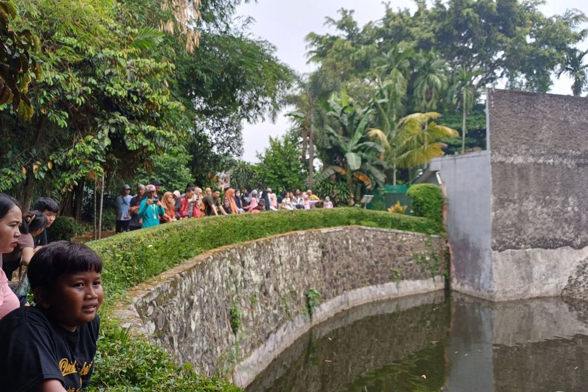 Potret pengunjung Taman Margasatwa Ragunan, Jakarta Selatan, saat melihat salah satu harimau diberi makan oleh perawat hewan atau zoo keeper, Selasa (26/12/2023).